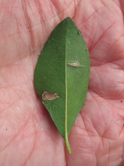 Parectopa bumeliella