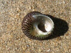 Chlorodiloma adelaidae