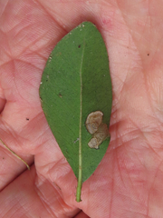 Parectopa bumeliella