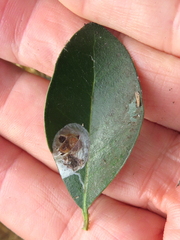 Parectopa bumeliella