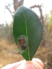 Parectopa bumeliella