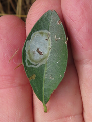 Parectopa bumeliella