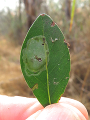 Parectopa bumeliella