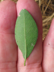 Parectopa bumeliella