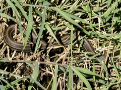 Thamnophis eques