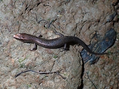 Caledoniscincus atropunctatus