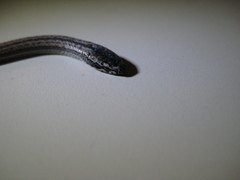 Hypsirhynchus funereus