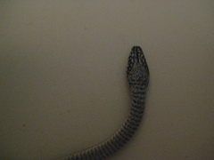 Hypsirhynchus funereus