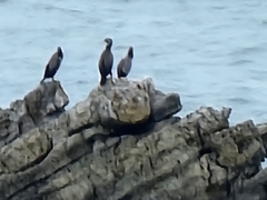 Phalacrocorax punctatus