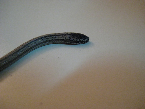 Jamaican Black Groundsnake
