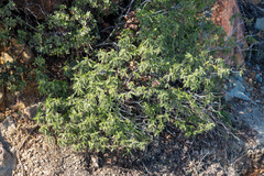 Chamaebatia australis