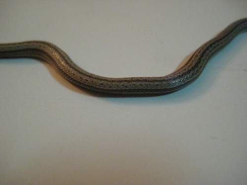 Photo of a Jamaican Black Groundsnake (Hypsirhynchus funereus)
