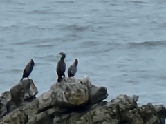 Phalacrocorax punctatus