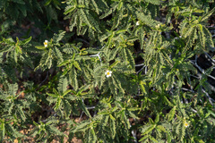 Chamaebatia australis