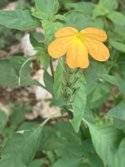 Crossandra infundibuliformis