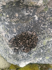 Dermatocarpon miniatum