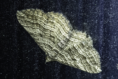 Chrysolarentia severata