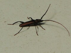 Xystrocera virescens