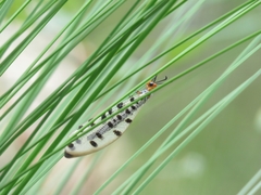Myrmeleon erythrocephalus