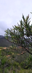 Ornithostaphylos oppositifolia
