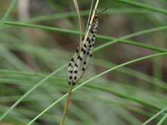 Myrmeleon erythrocephalus