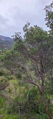 Ornithostaphylos oppositifolia