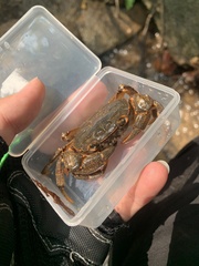 Longpotamon xuishuiense