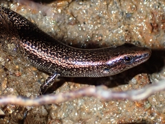Caledoniscincus atropunctatus