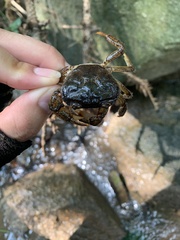 Longpotamon xuishuiense