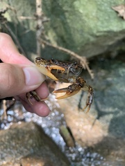 Longpotamon xuishuiense