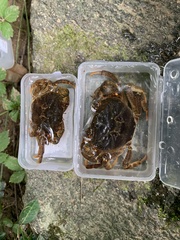 Longpotamon xuishuiense