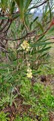 Ornithostaphylos oppositifolia