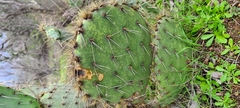 Opuntia oricola