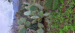 Opuntia oricola