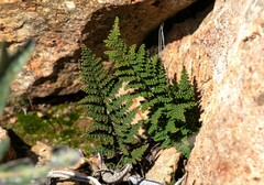 Myriopteris clevelandii