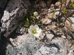 Gentianella bellidifolia
