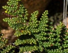 Myriopteris clevelandii