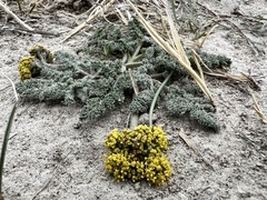 Lomatium foeniculaceum