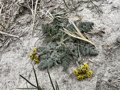 Lomatium foeniculaceum