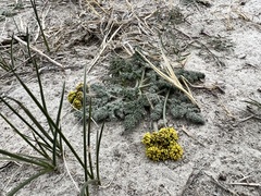 Lomatium foeniculaceum