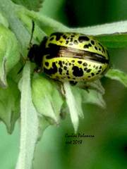 Calligrapha pantherina