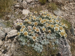 Leucogenes grandiceps