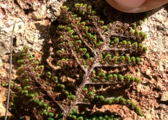 Myriopteris clevelandii