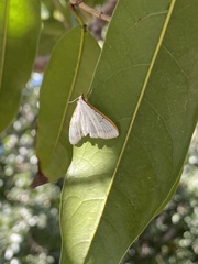 Palpita nigropunctalis