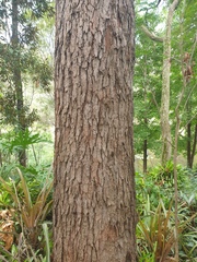 Corymbia