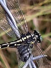 Austroepigomphus praeruptus
