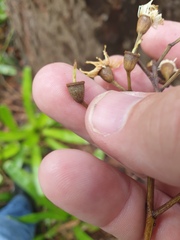 Corymbia