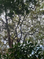 Corymbia