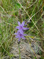 Caesia calliantha
