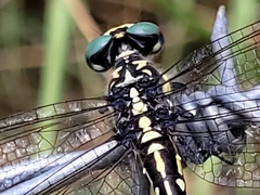 Austroepigomphus praeruptus